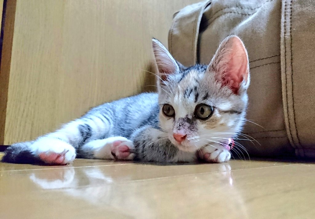 体験記 猫カビは人間にもうつる 治療法と対策でやったことは Okaka Life
